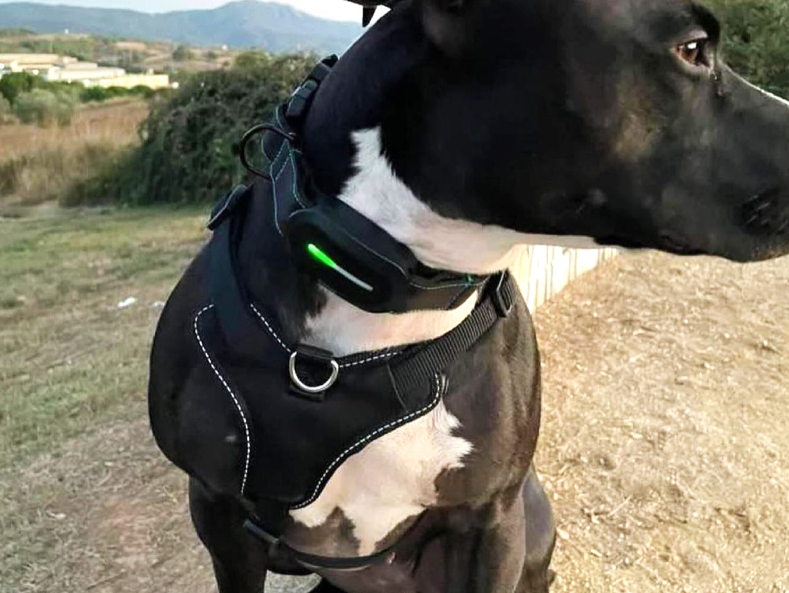 Kolyy: El collar GPS que Cuida de tu Perro